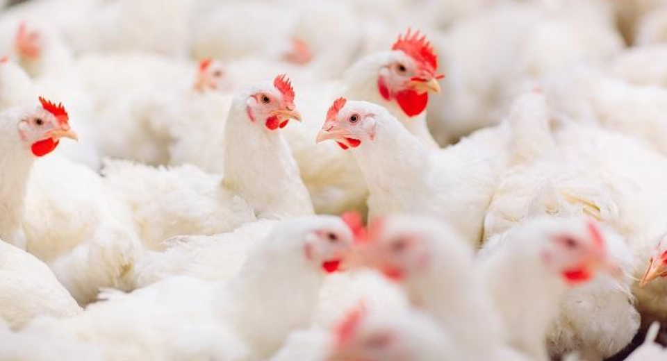 نصائح حول استخدام مطهر في بيت الدجاج